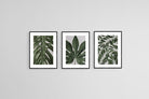 Tropical Leaves Set-Wall_Art-45 x 60cm (x3)-Framed Print-Black-Pixalot