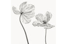 Tulip-Wall_Art-Pixalot