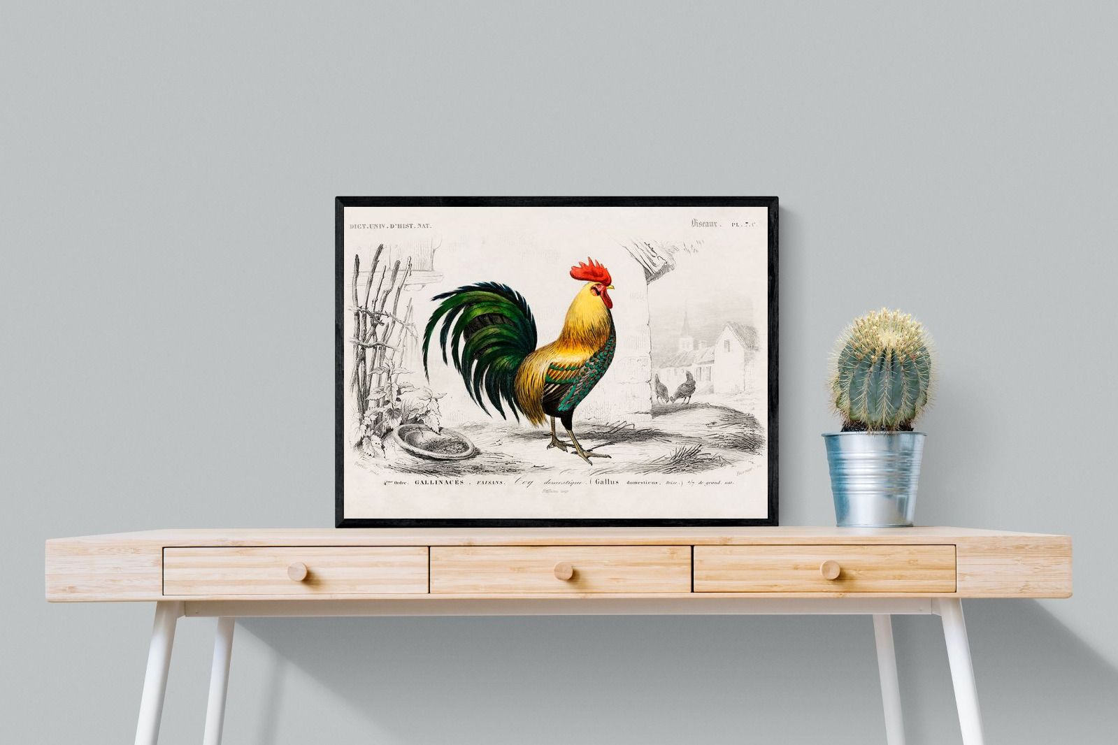 Pixalot Vintage Cockerel Illustration