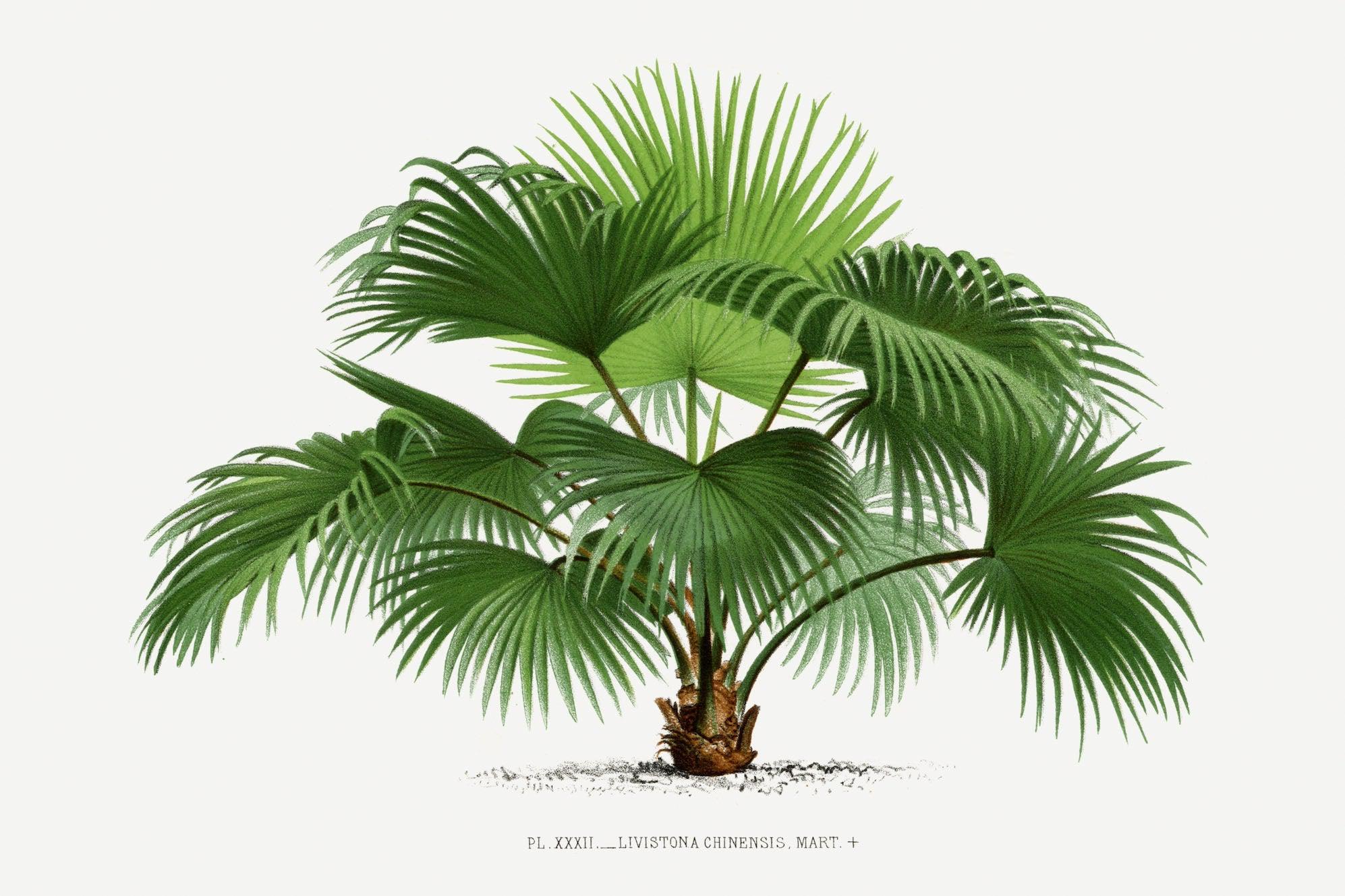 Vintage Palm Illustration #1-Wall_Art-Pixalot