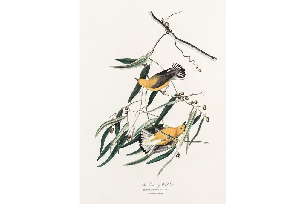 Warbler (Birds of America 1827)-Wall_Art-Pixalot