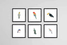 Watercolour Birds Set-Wall_Art-30 x 30cm (x6)-Framed Print-Black-Pixalot