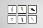 Watercolour Birds Set-Wall_Art-30 x 30cm (x6)-Mounted Canvas-Black-Pixalot