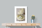 Pixalot White King Protea Pair