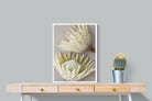 Pixalot White King Protea Pair