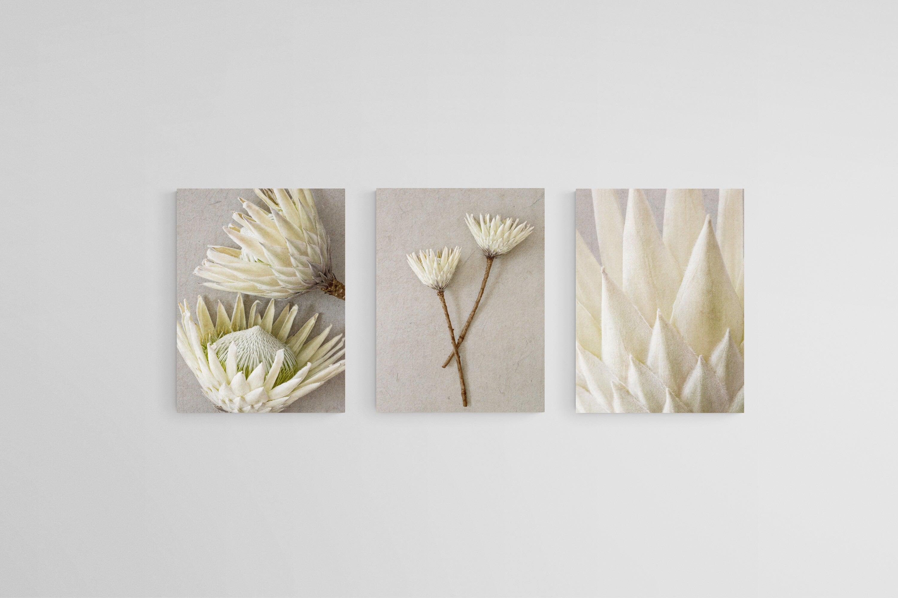 White King Proteas Set-Wall_Art-45 x 60cm (x3)-Mounted Canvas-No Frame-Pixalot