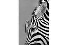 Zebra Sip-Wall_Art-Pixalot