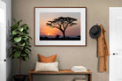 Pixalot ® Acacia Sunset