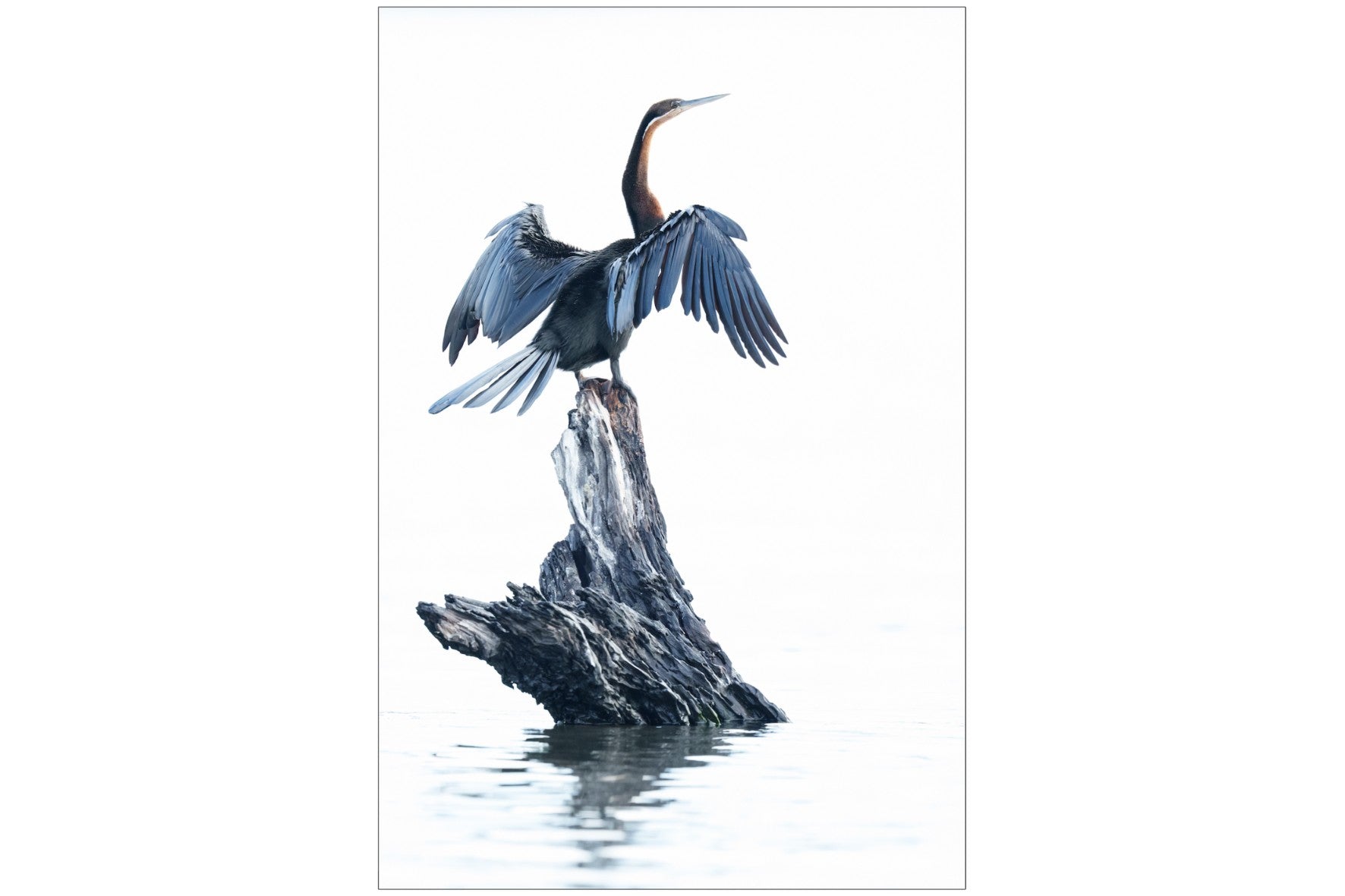 African Darter-Wall_Art-Pixalot