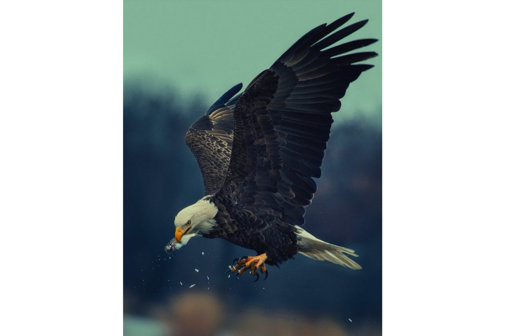 African Fish Eagle's Catch-Wall_Art-Pixalot