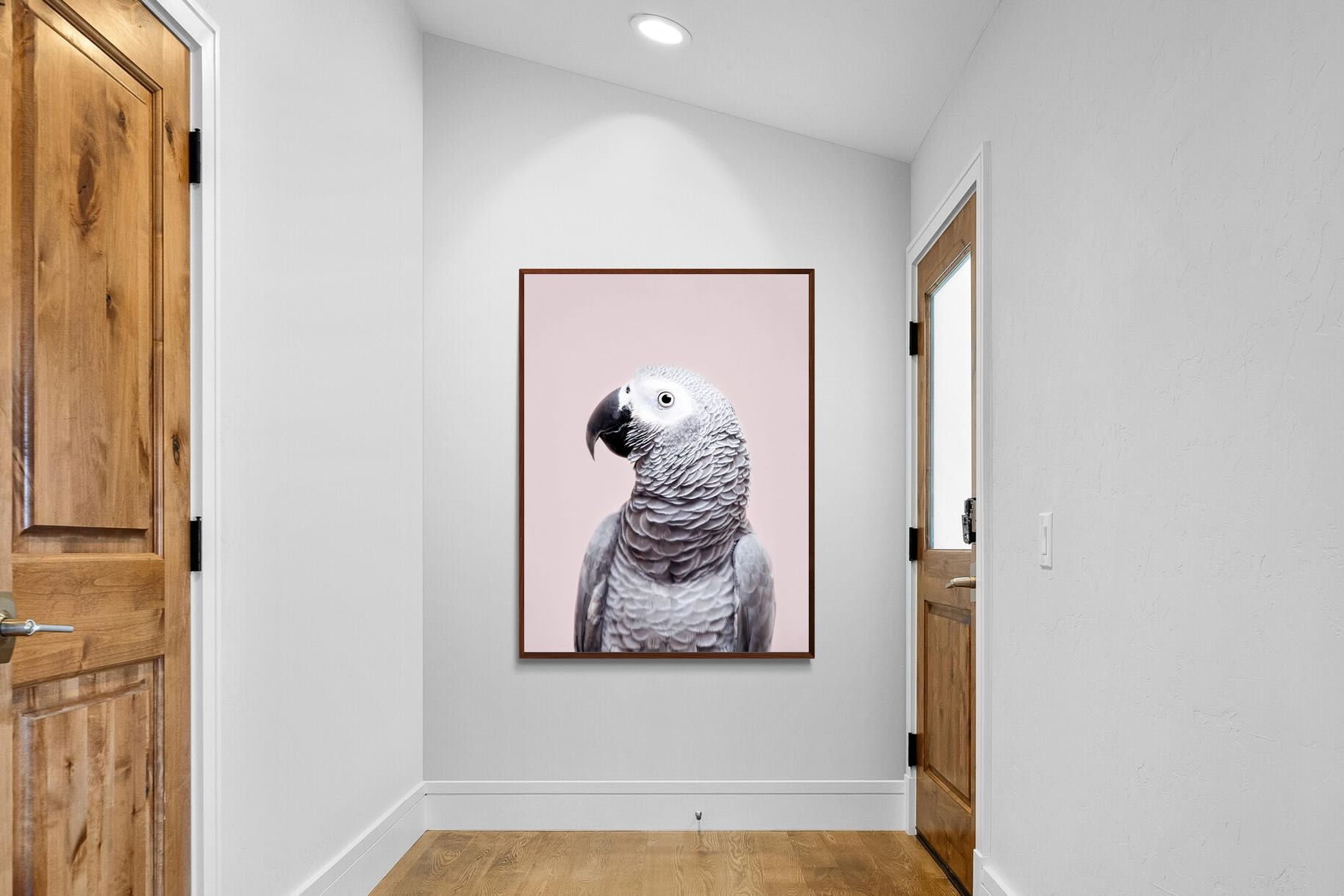 Pixalot African Grey