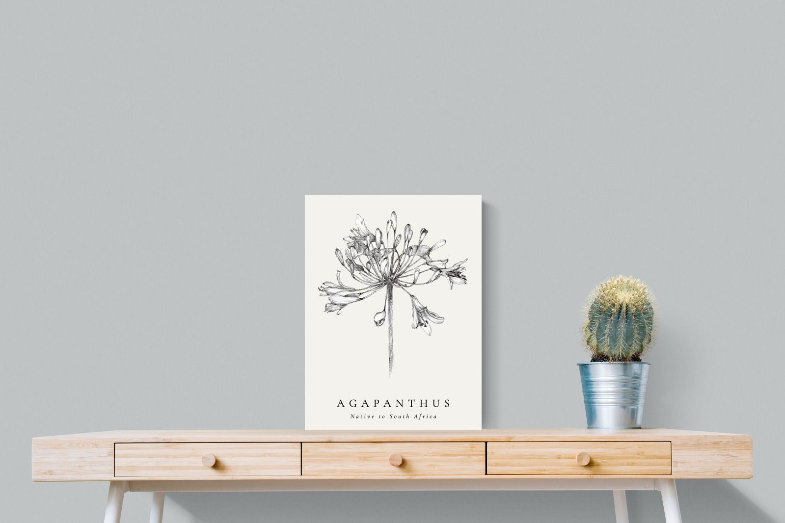 Pixalot ® Agapanthus Illustration