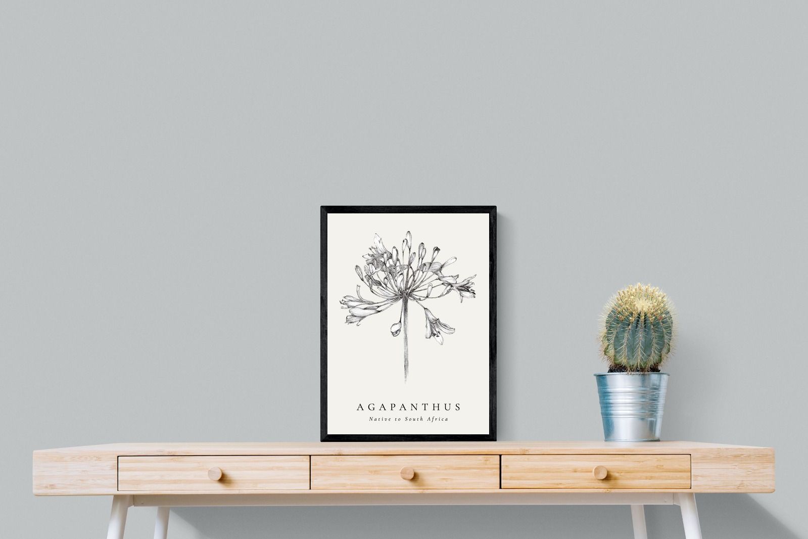 Pixalot ® Agapanthus Illustration