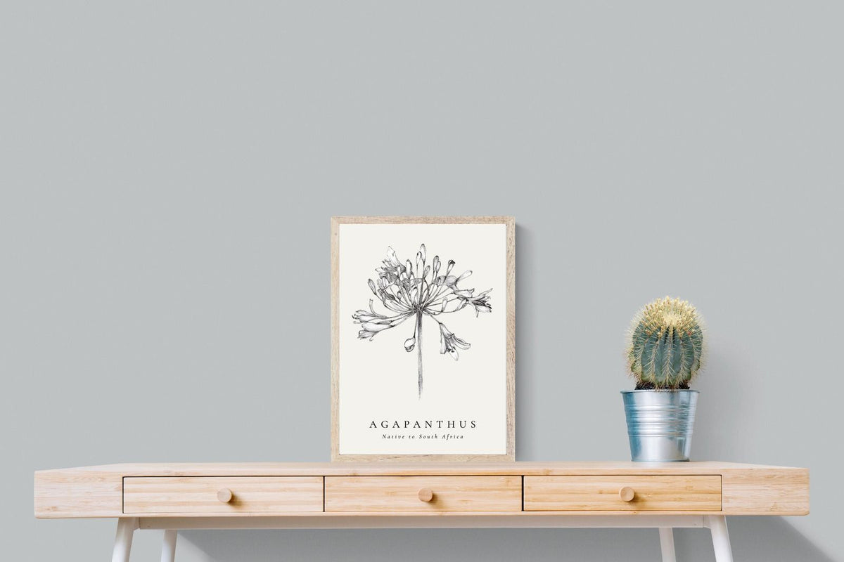 Pixalot ® Agapanthus Illustration