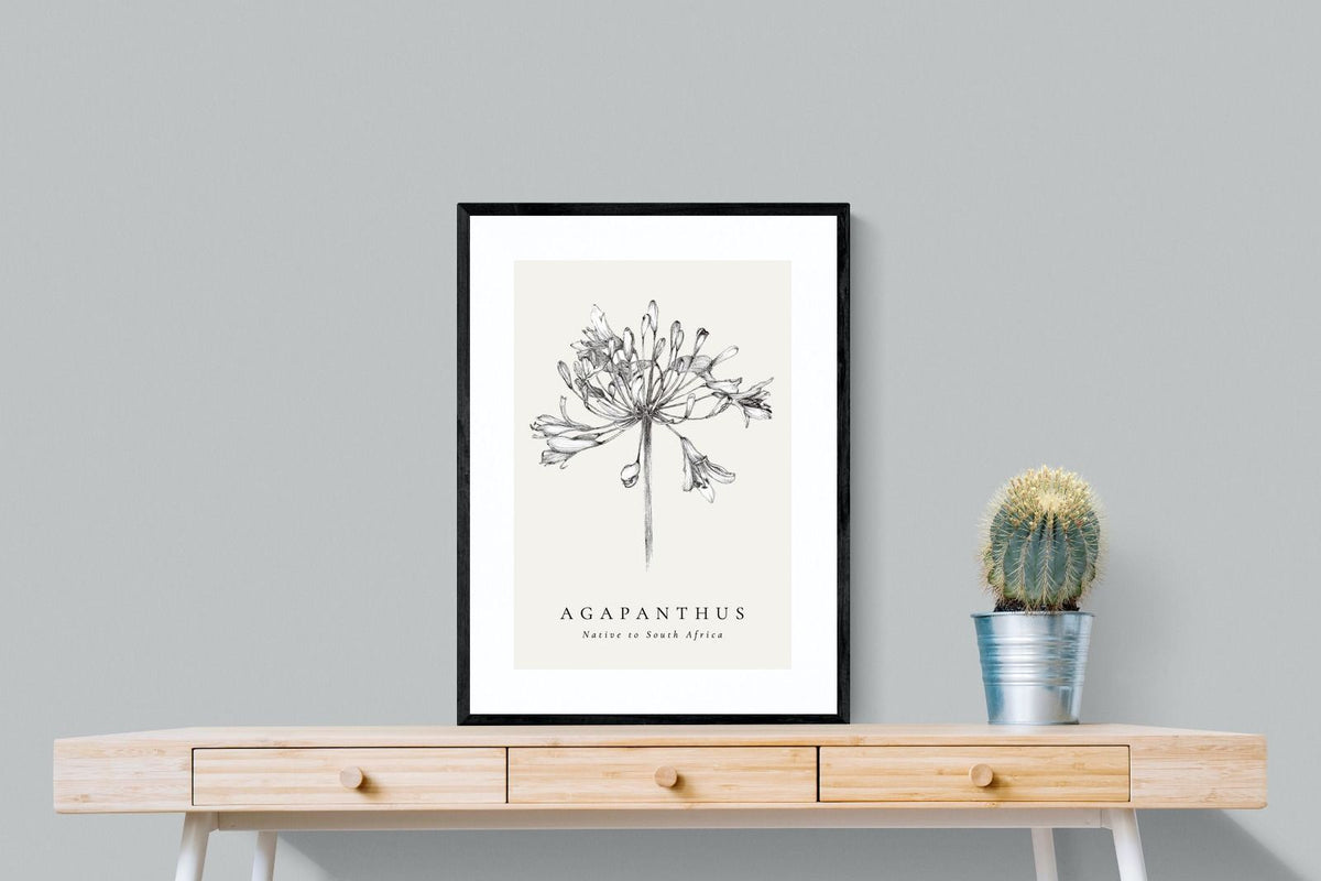 Pixalot ® Agapanthus Illustration