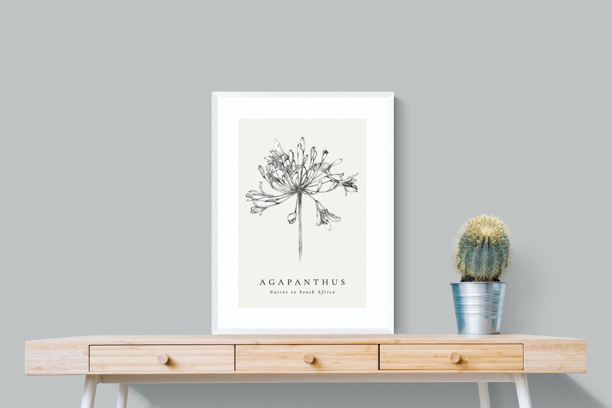 Pixalot ® Agapanthus Illustration