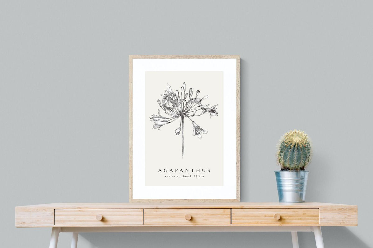 Pixalot ® Agapanthus Illustration