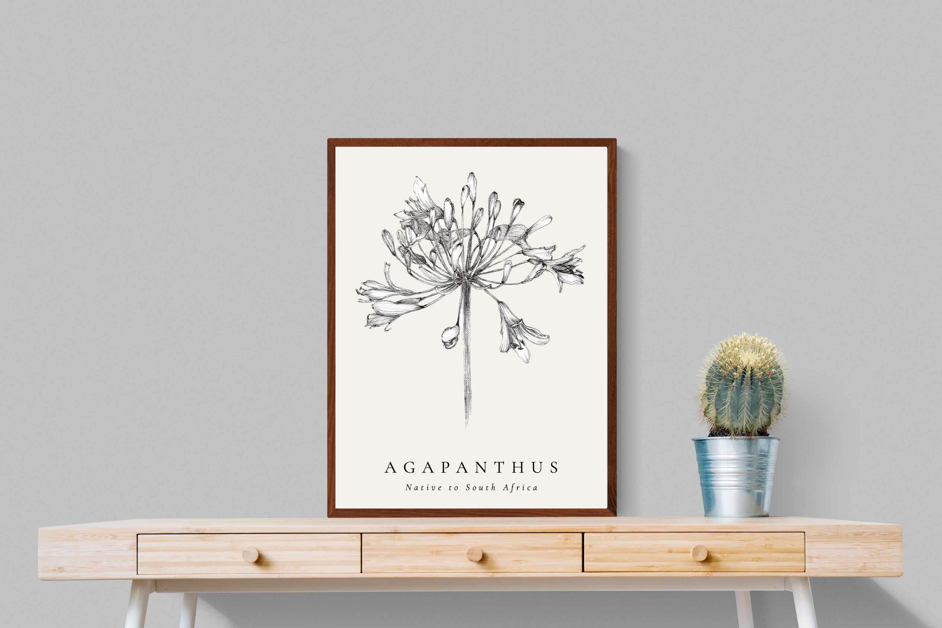 Pixalot ® Agapanthus Illustration