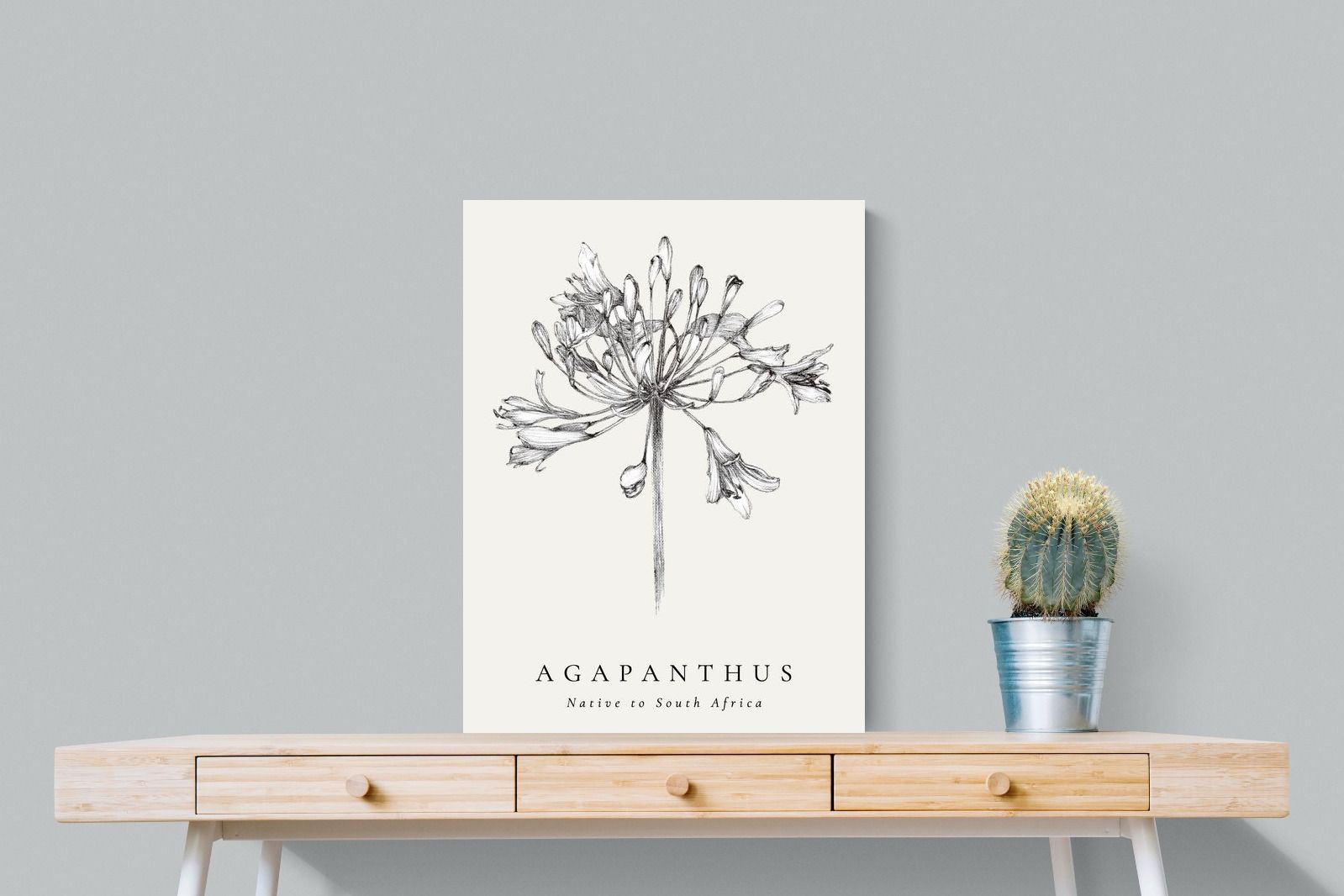 Pixalot ® Agapanthus Illustration