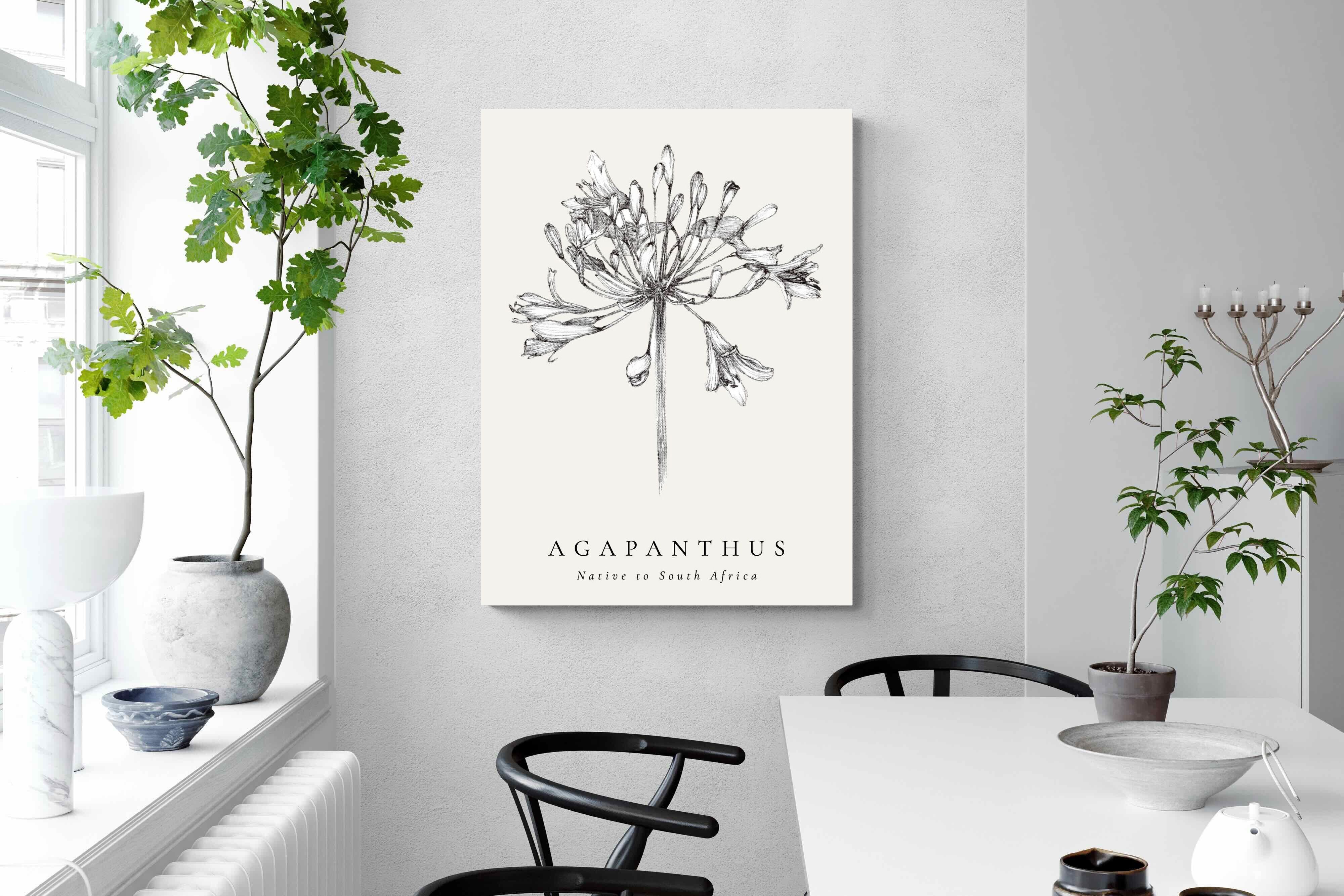Pixalot ® Agapanthus Illustration