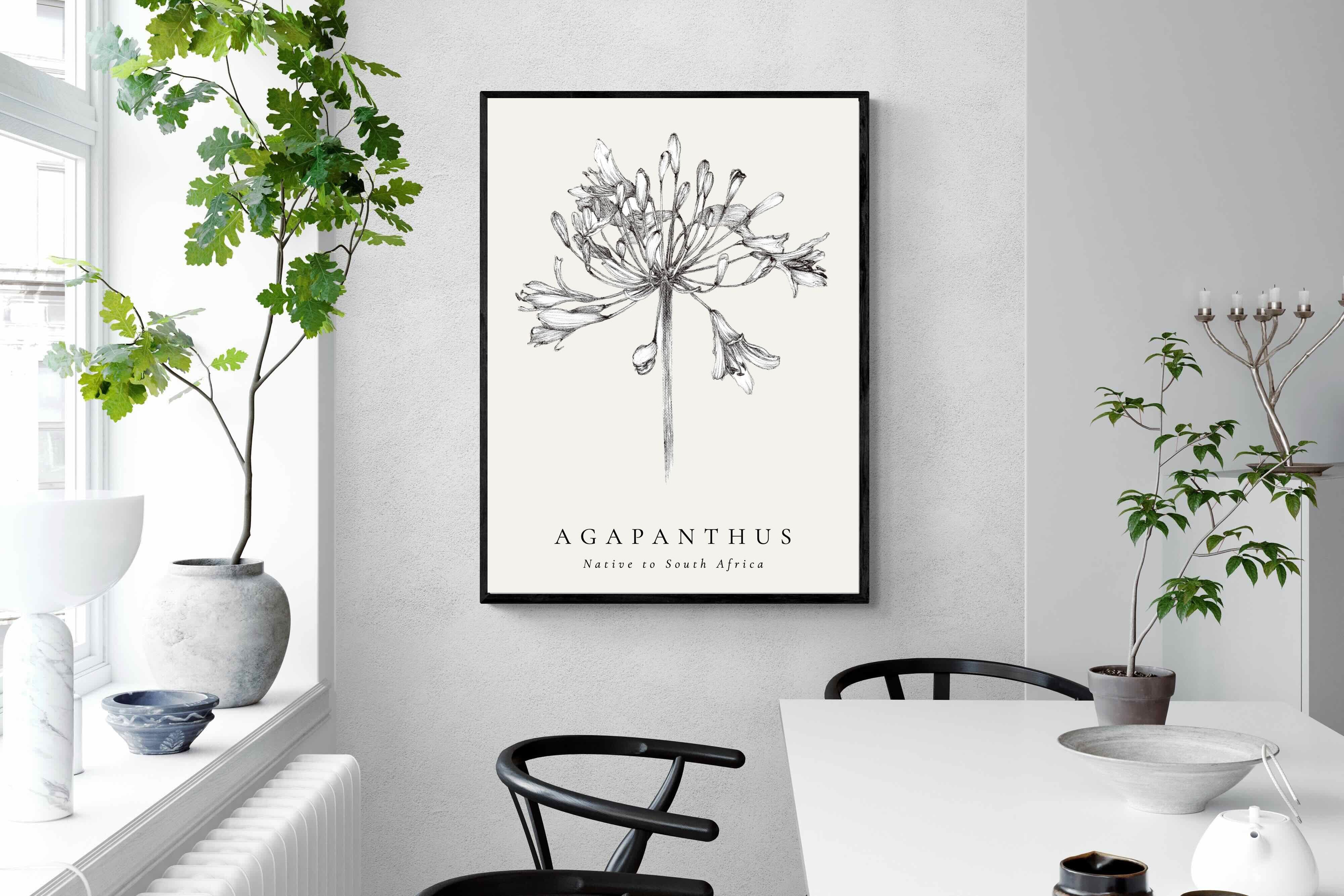 Pixalot ® Agapanthus Illustration