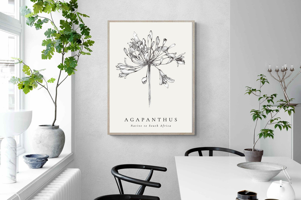 Pixalot ® Agapanthus Illustration