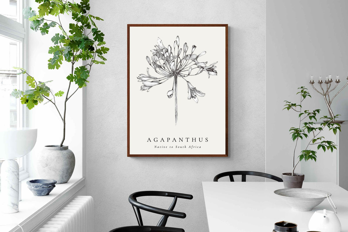 Pixalot ® Agapanthus Illustration