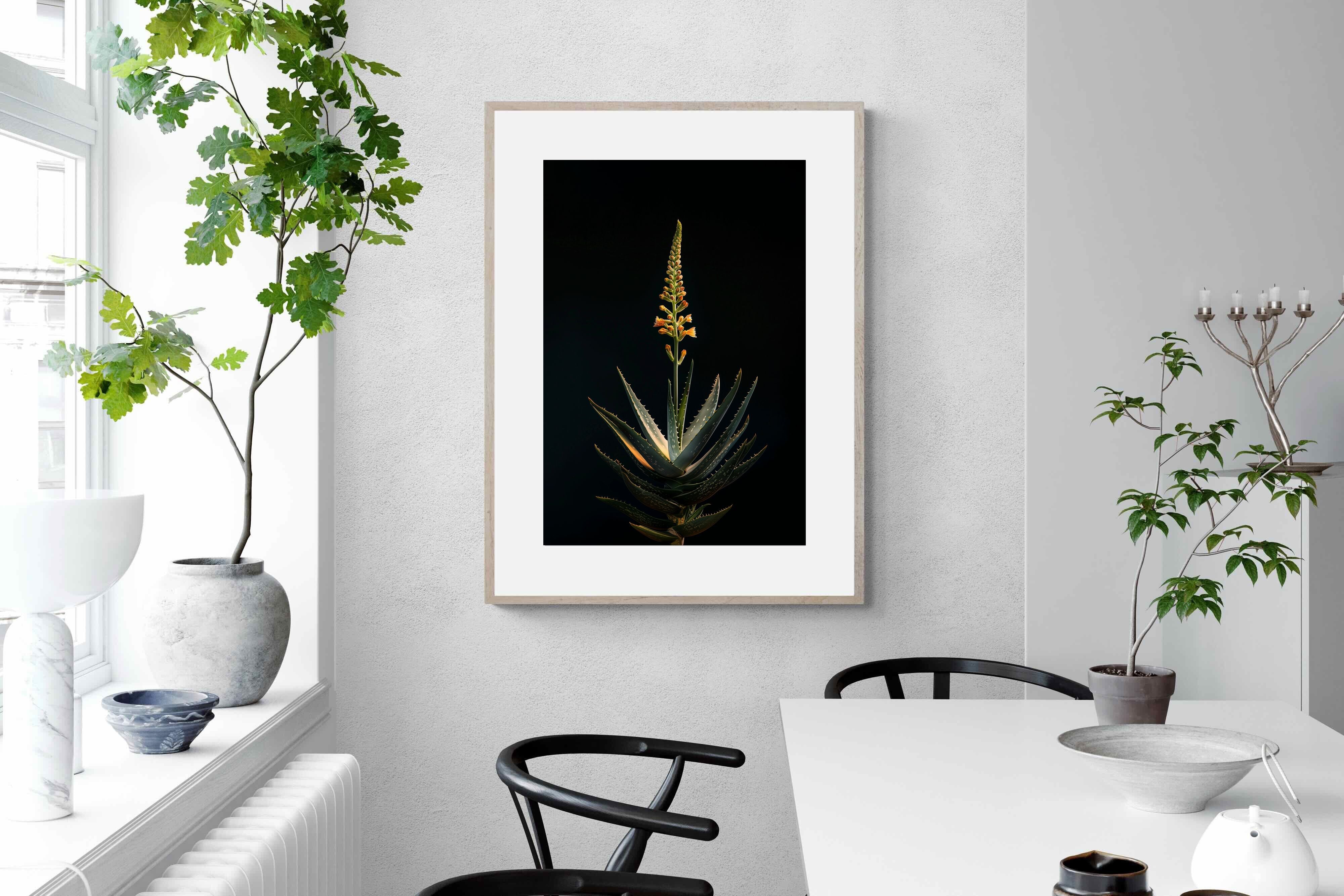 Pixalot Aloe Ascension