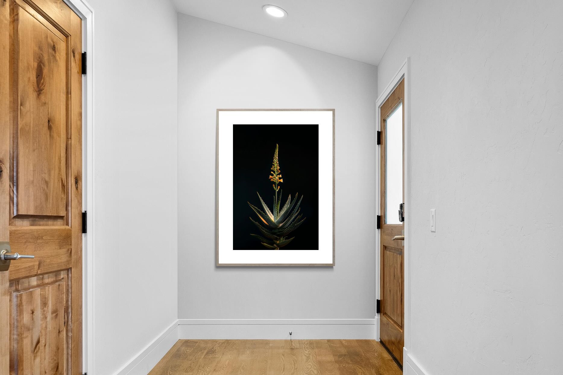 Pixalot Aloe Ascension