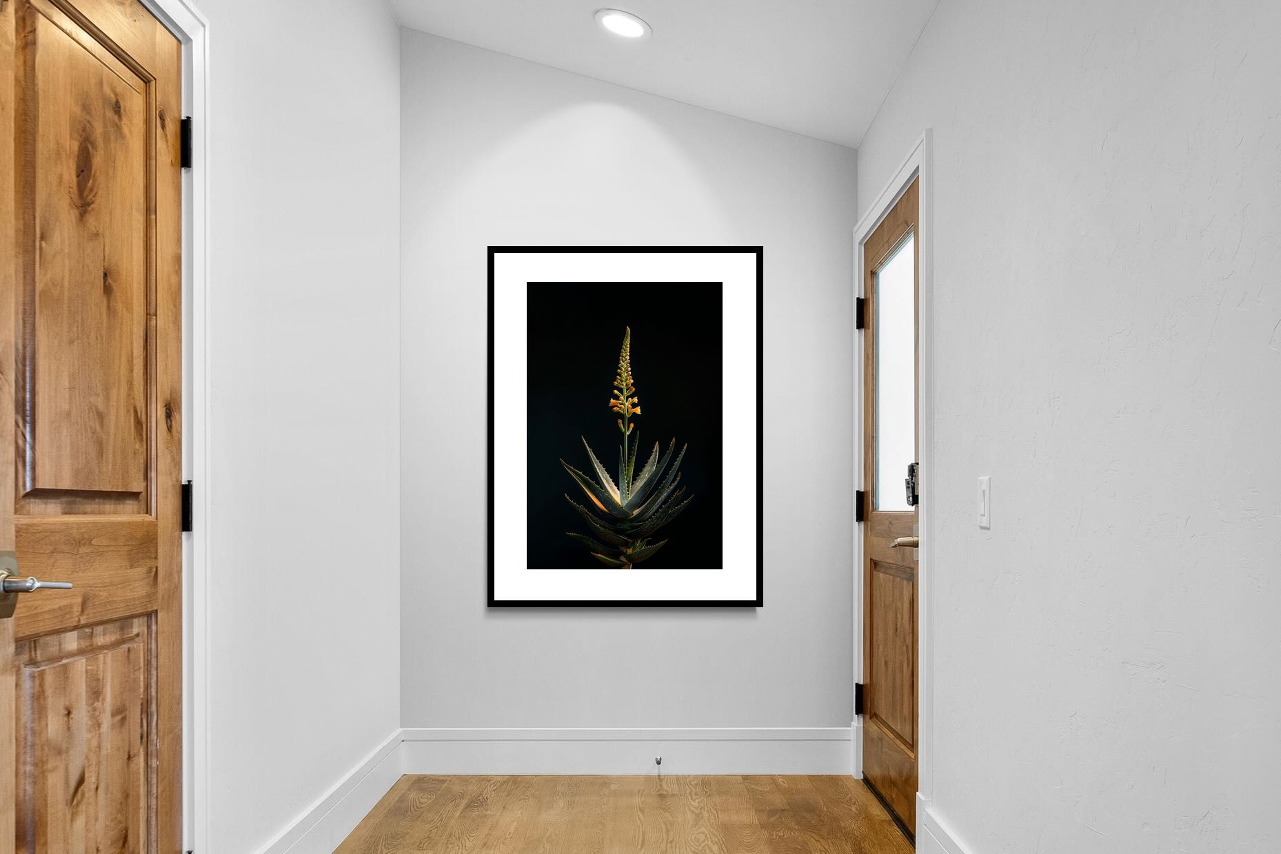 Pixalot Aloe Ascension