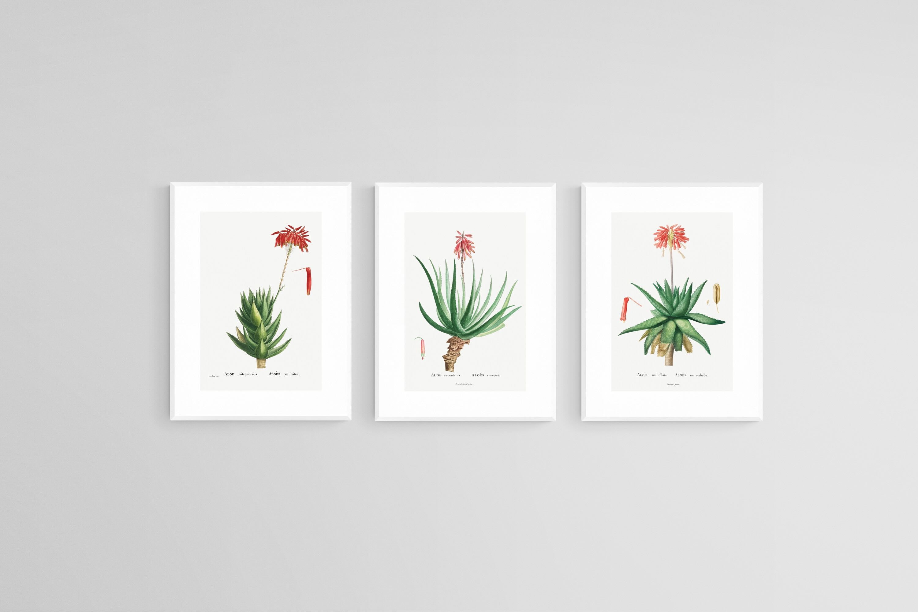 Aloe Illustration Set-Wall_Art-45 x 60cm (x3)-Framed Print-White-Pixalot