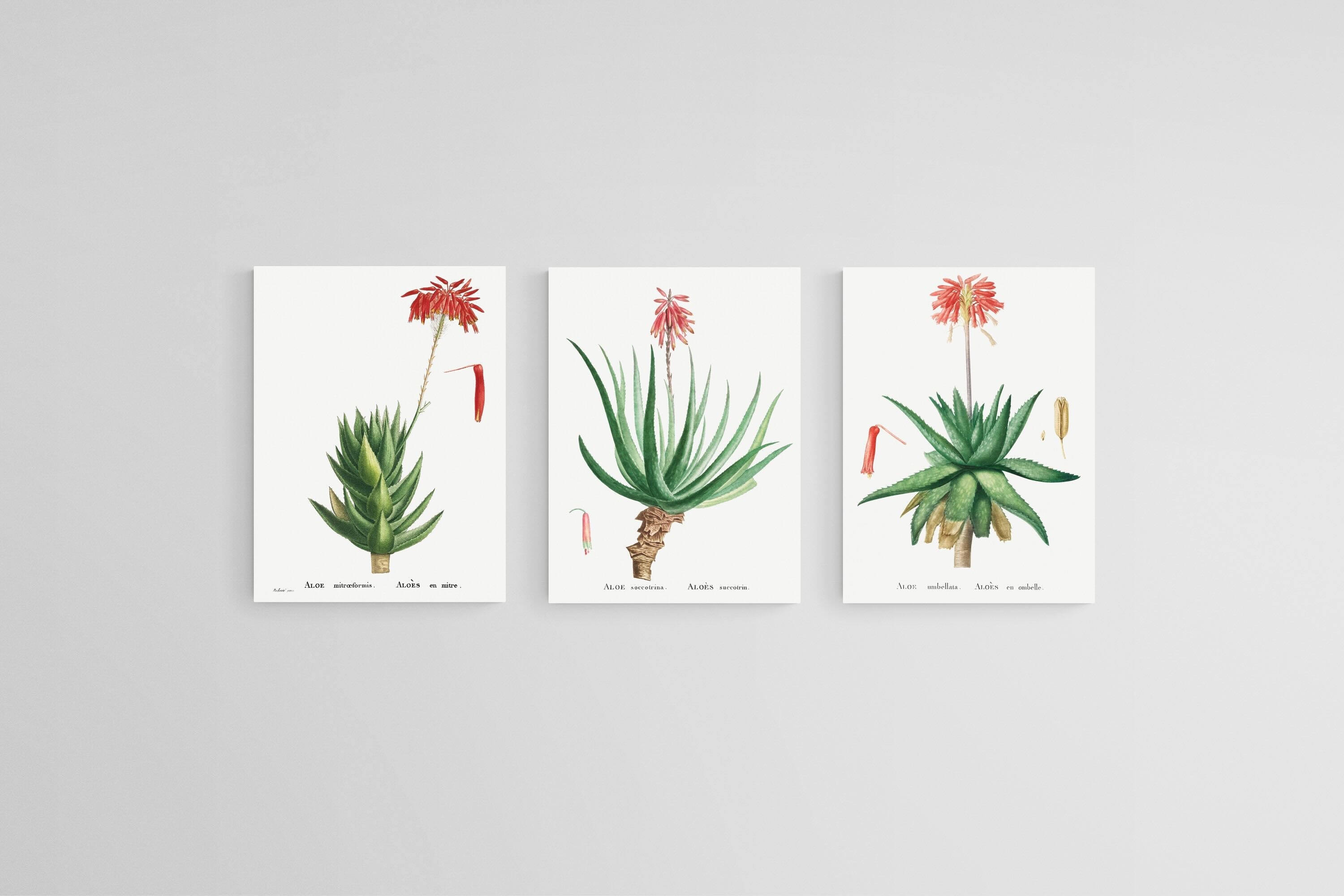 Aloe Illustration Set-Wall_Art-45 x 60cm (x3)-Mounted Canvas-No Frame-Pixalot