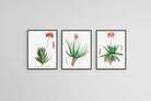 Aloe Illustration Set-Wall_Art-45 x 60cm (x3)-Mounted Canvas-Black-Pixalot