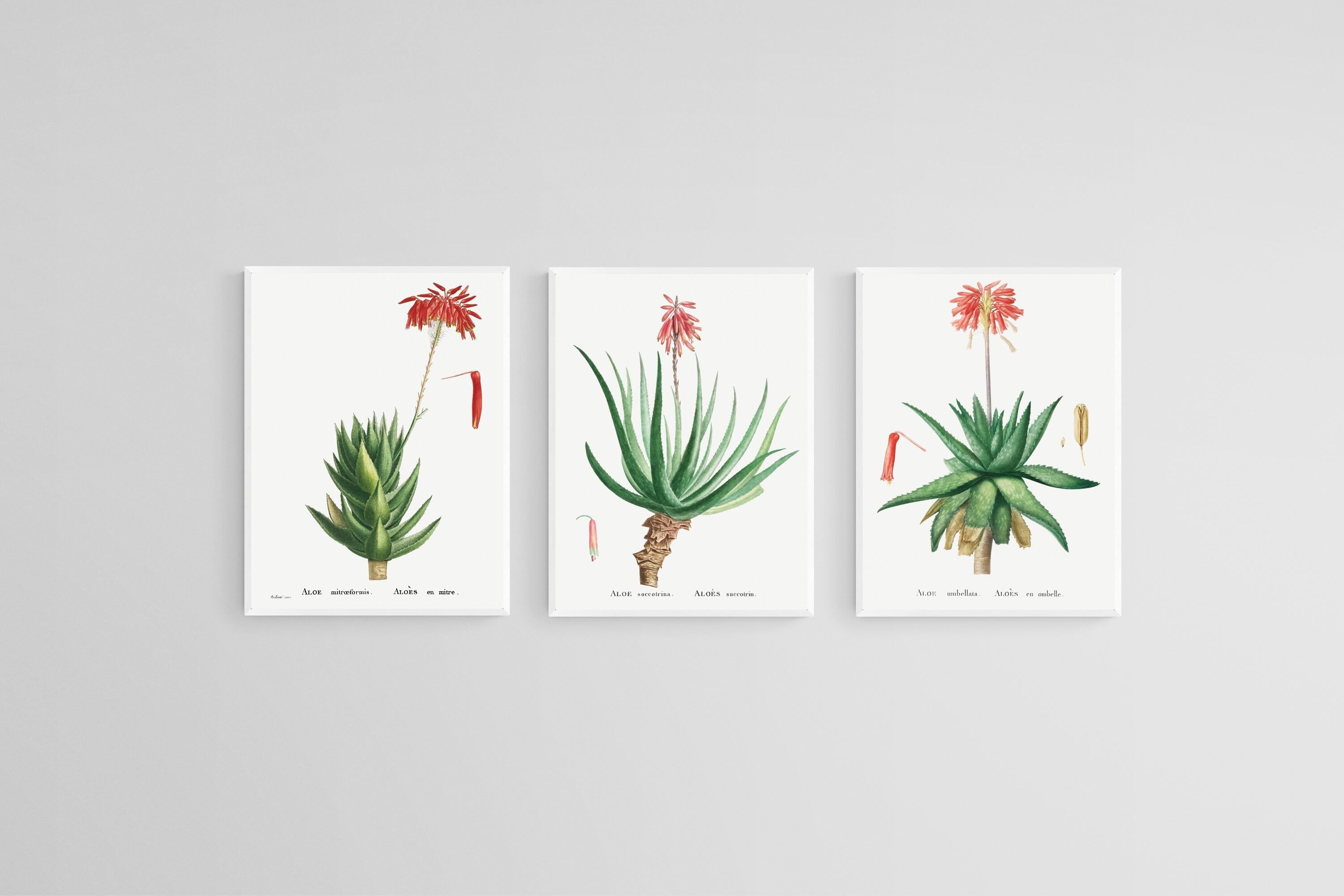 Aloe Illustration Set-Wall_Art-45 x 60cm (x3)-Mounted Canvas-White-Pixalot