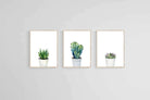 Aloe Set-Wall_Art-60 x 80cm (x3)-Framed Print-Wood-Pixalot