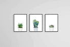 Aloe Set-Wall_Art-60 x 80cm (x3)-Framed Print-Black-Pixalot