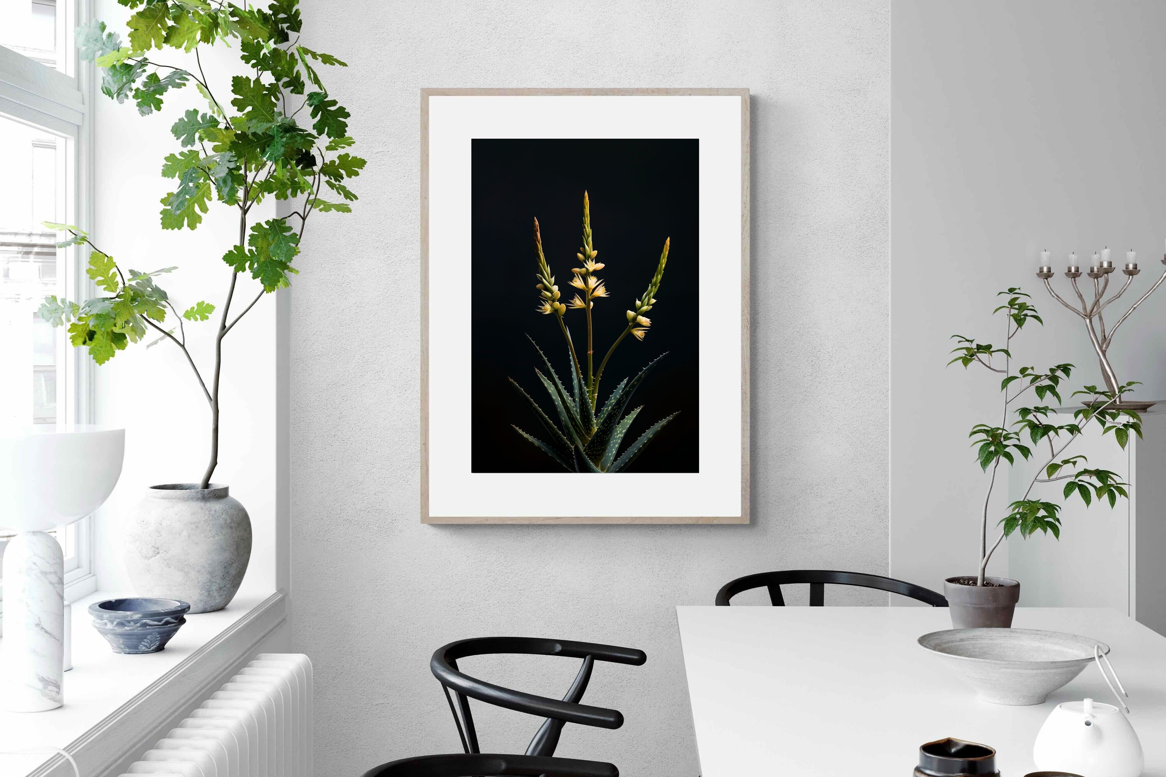 Pixalot Aloe Triad