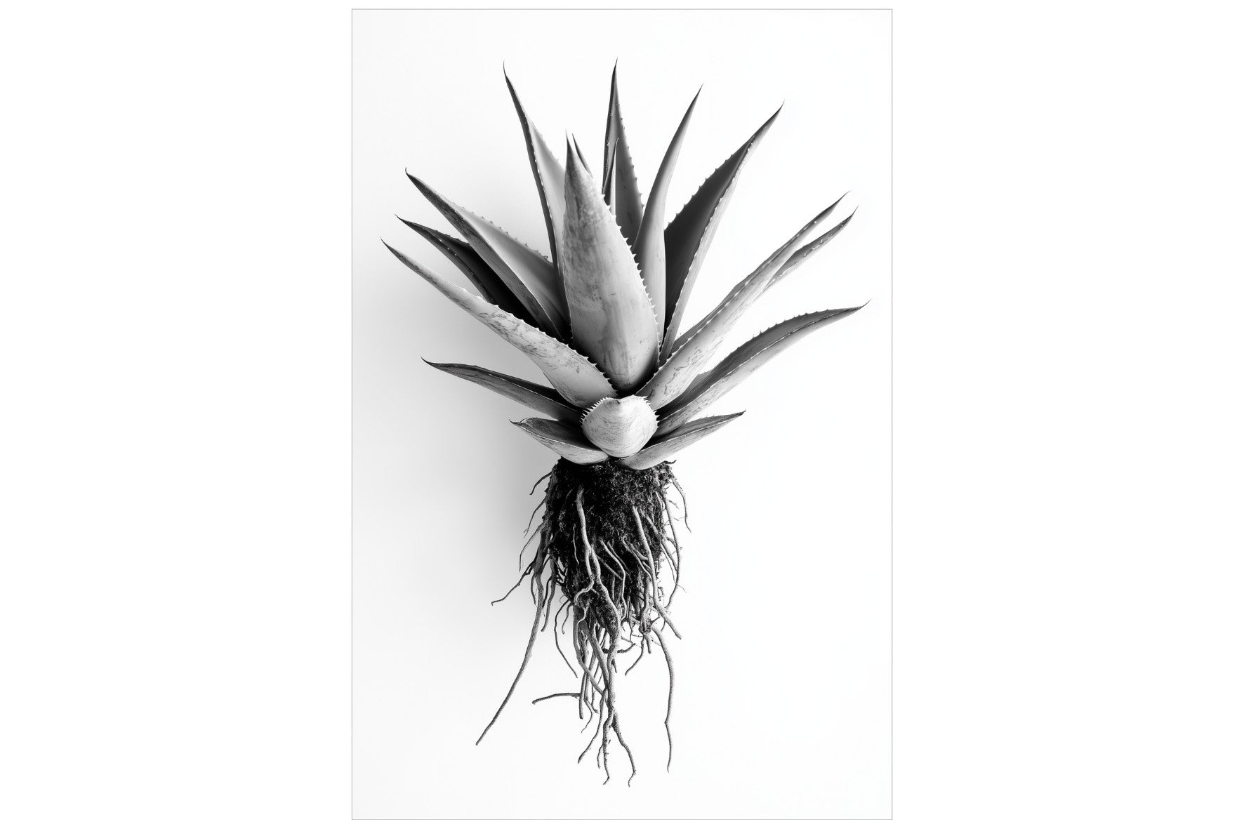 Aloe White