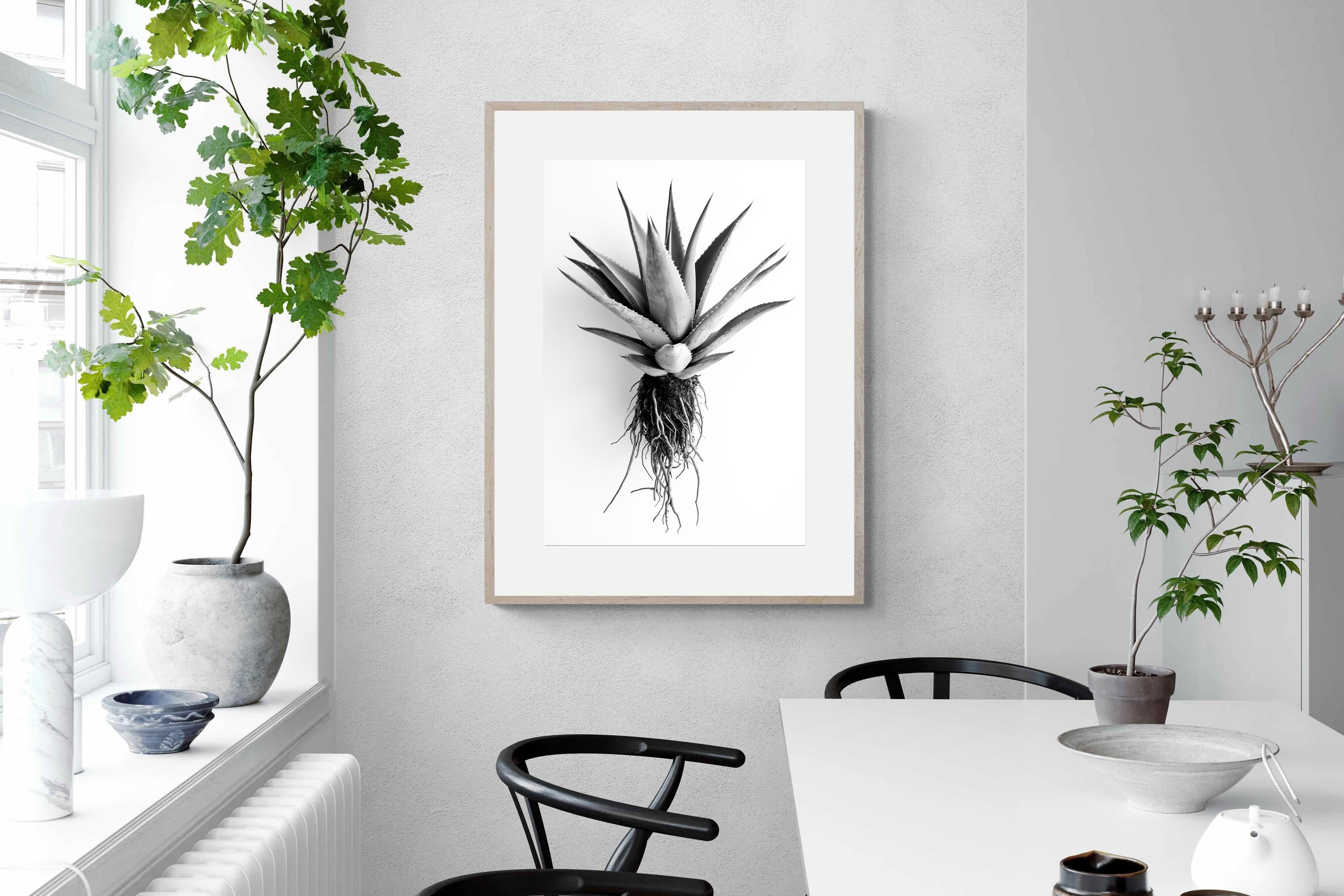Pixalot Aloe White