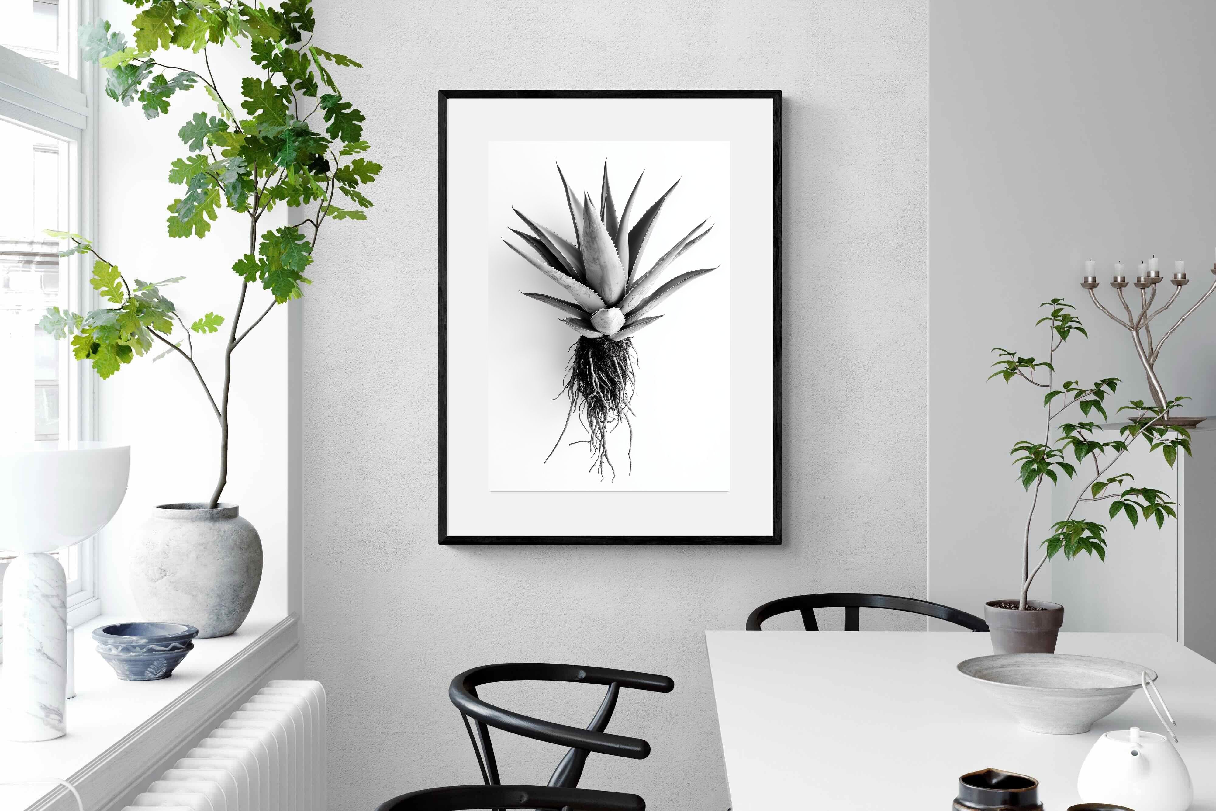 Pixalot Aloe White