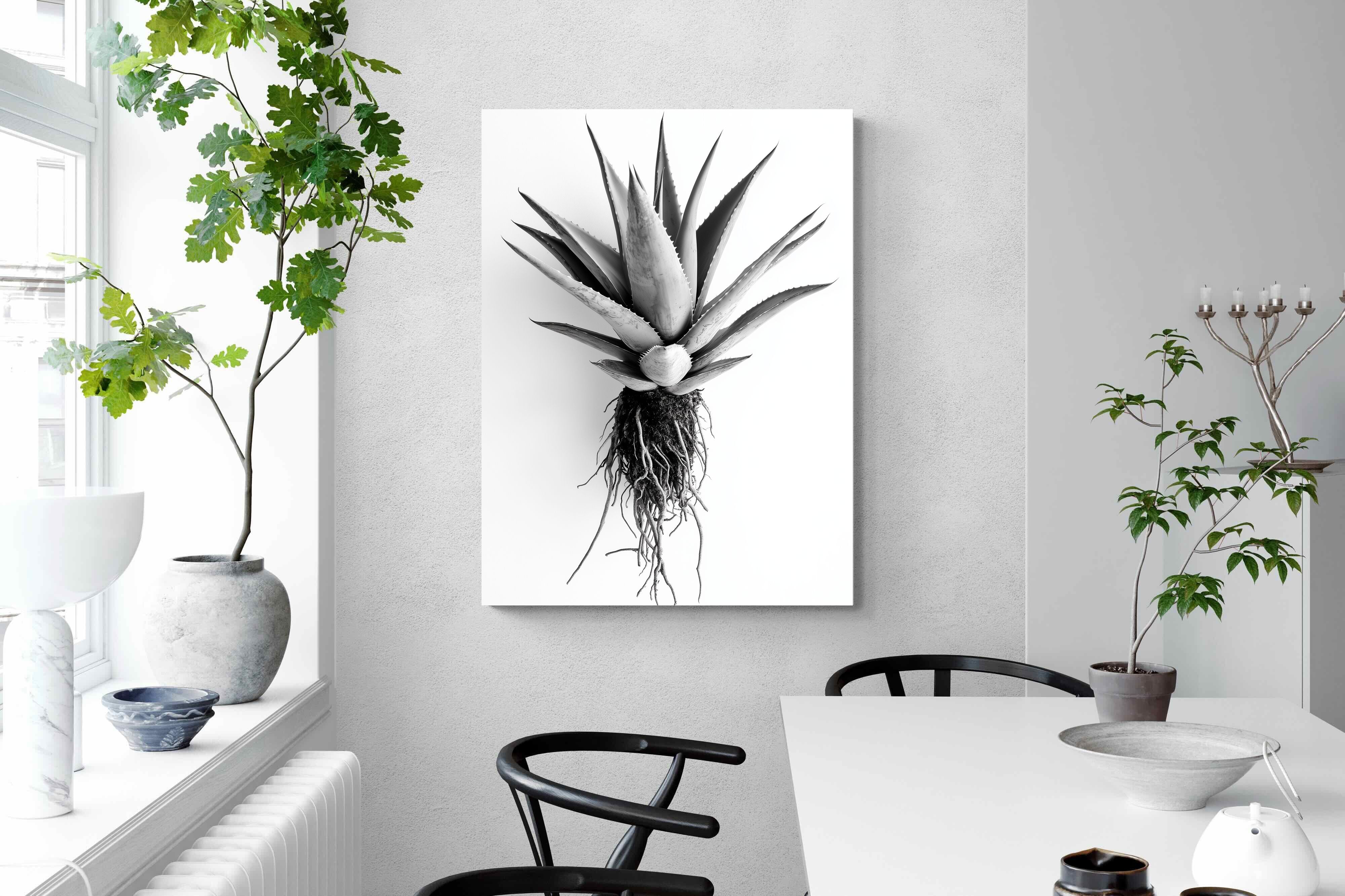 Pixalot Aloe White