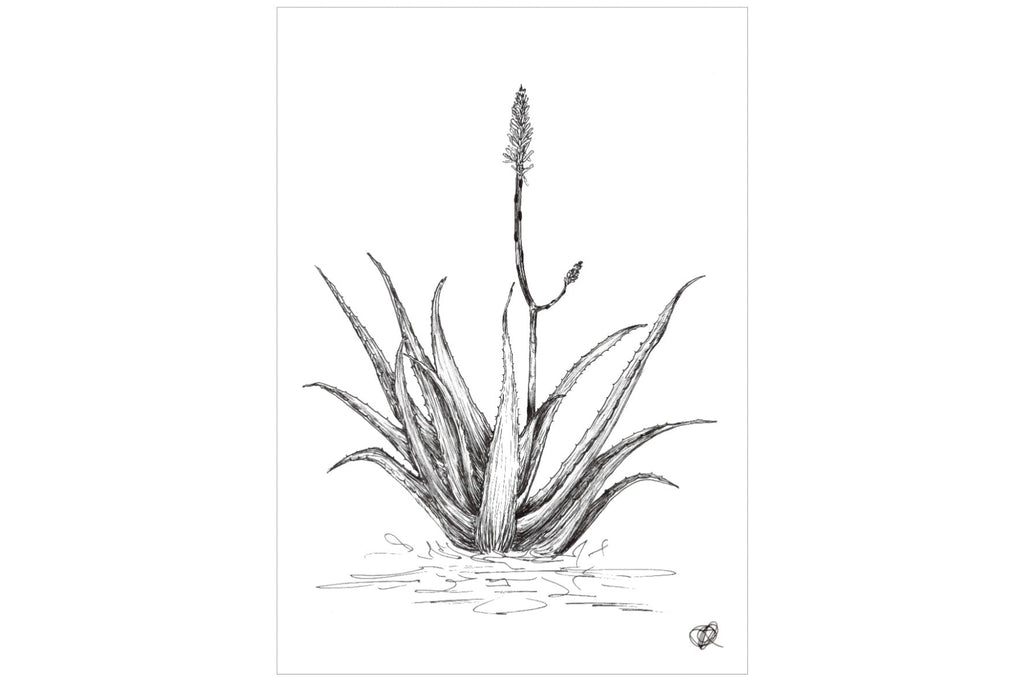 Aloe with One Flower-Wall_Art-Pixalot