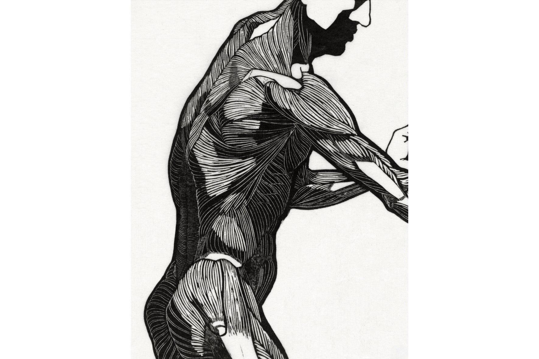 Anatomical Study