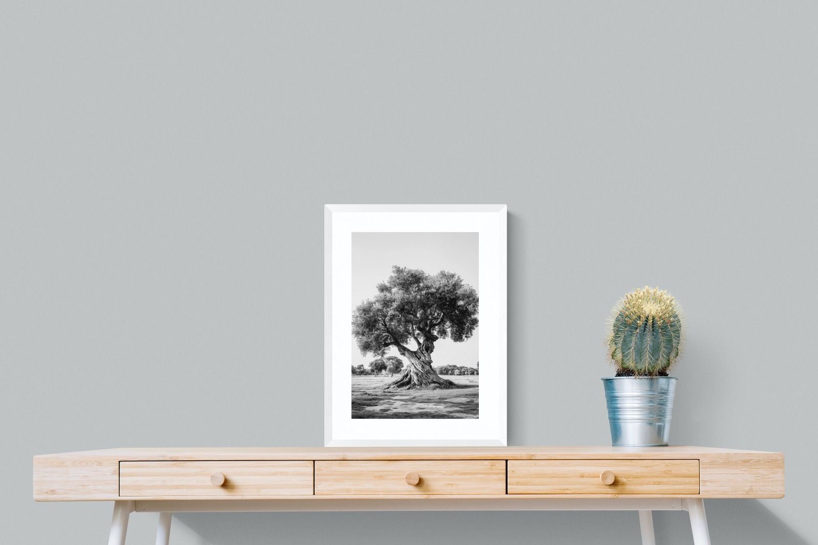 Pixalot Ancient Olive Tree