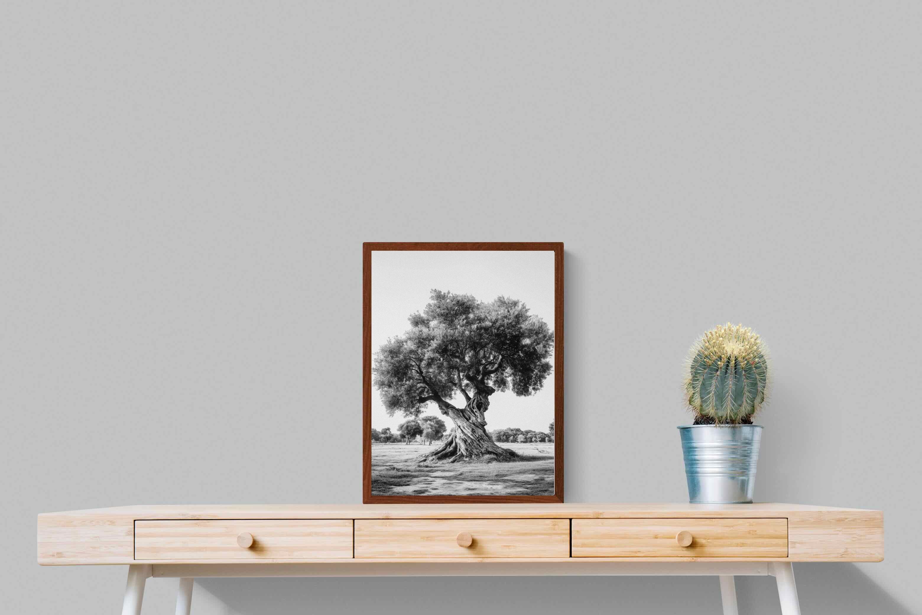 Pixalot Ancient Olive Tree