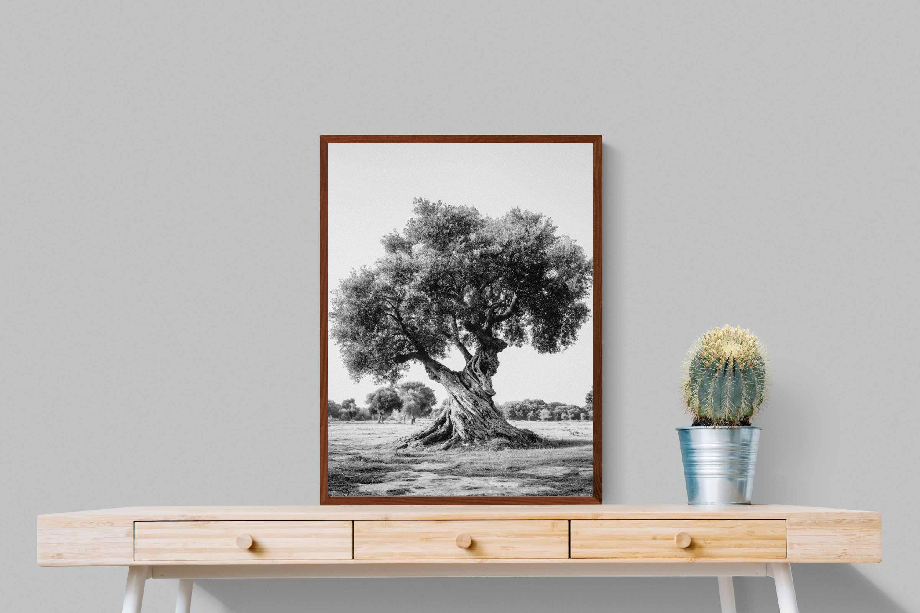 Pixalot Ancient Olive Tree