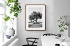 Pixalot Ancient Olive Tree