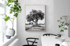 Pixalot Ancient Olive Tree