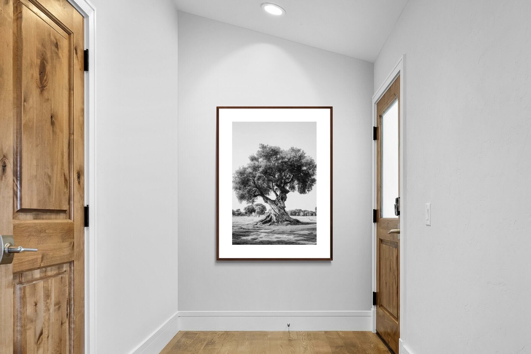Pixalot Ancient Olive Tree