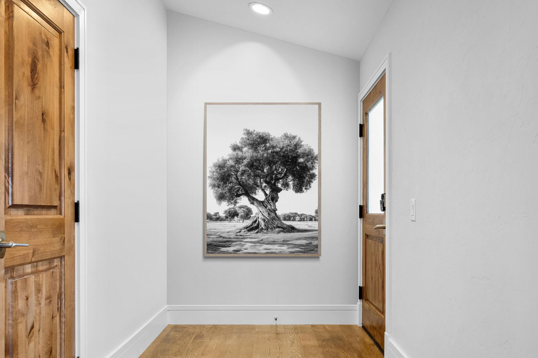 Pixalot Ancient Olive Tree